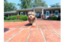 Cute Shi Chon Designer Puppy