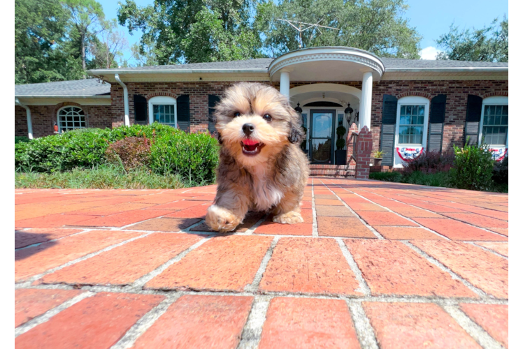 Cute Teddy Bear Baby