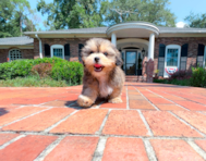 11 week old Teddy Bear Puppy For Sale - Simply Southern Pups