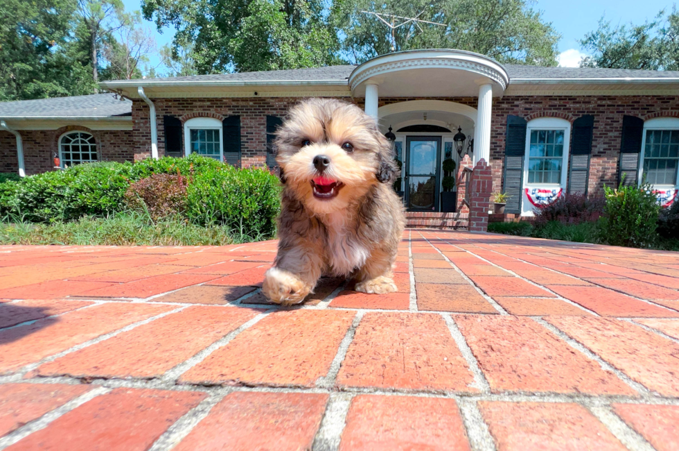 11 week old Teddy Bear Puppy For Sale - Simply Southern Pups