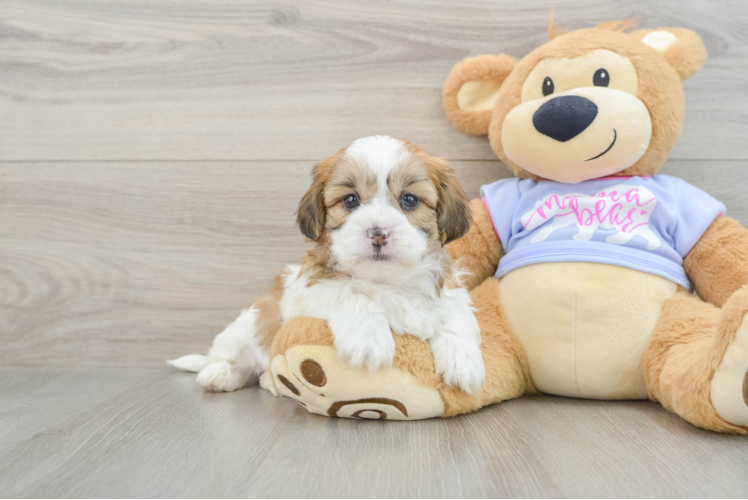 Best Teddy Bear Baby