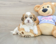 5 week old Teddy Bear Puppy For Sale - Simply Southern Pups