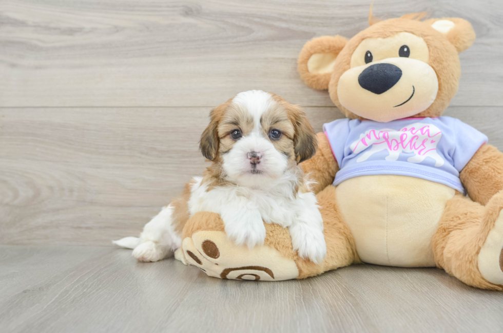 6 week old Teddy Bear Puppy For Sale - Simply Southern Pups