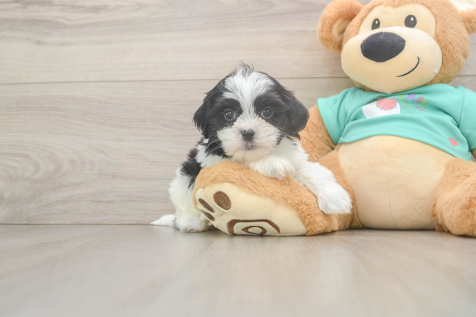 Teddy Bear Puppy for Adoption
