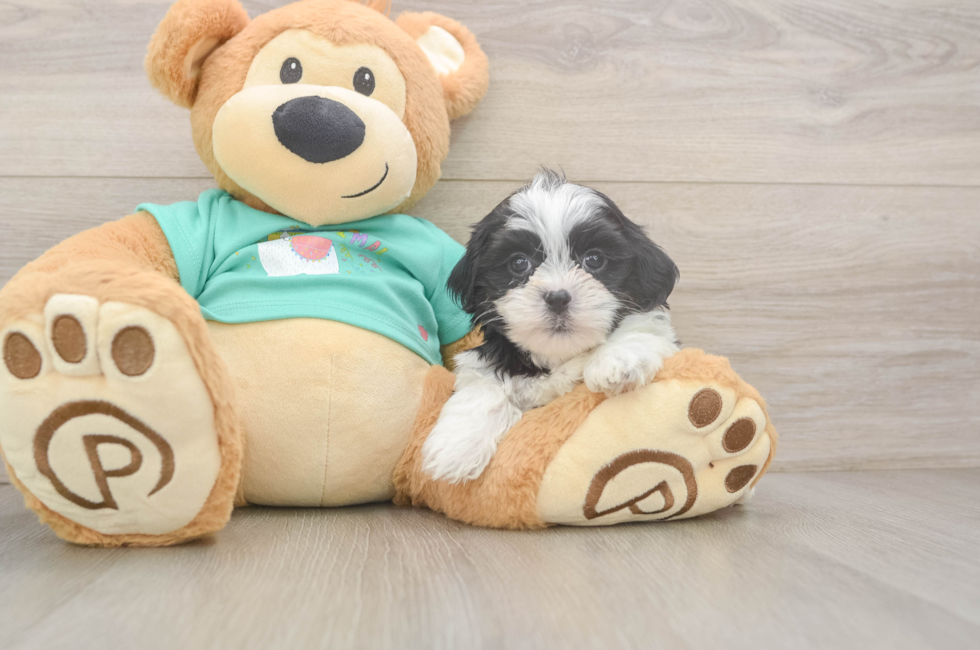 5 week old Teddy Bear Puppy For Sale - Simply Southern Pups