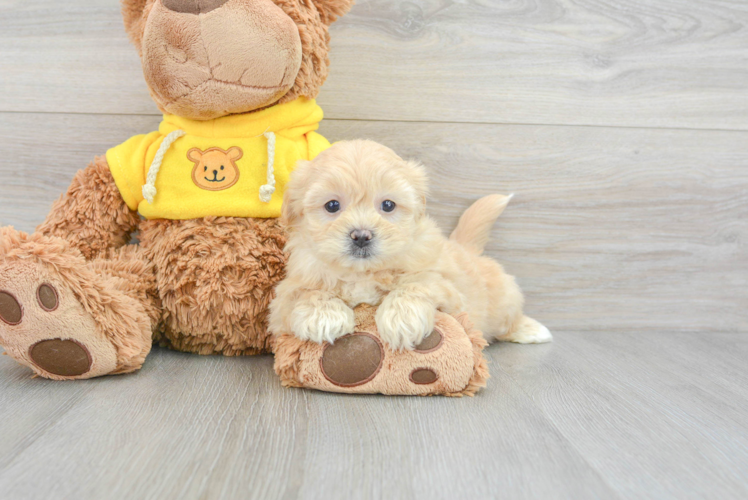 Teddy Bear Puppy for Adoption