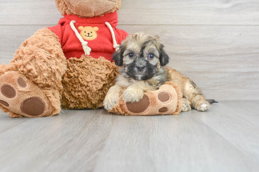 7 week old Teddy Bear Puppy For Sale - Simply Southern Pups