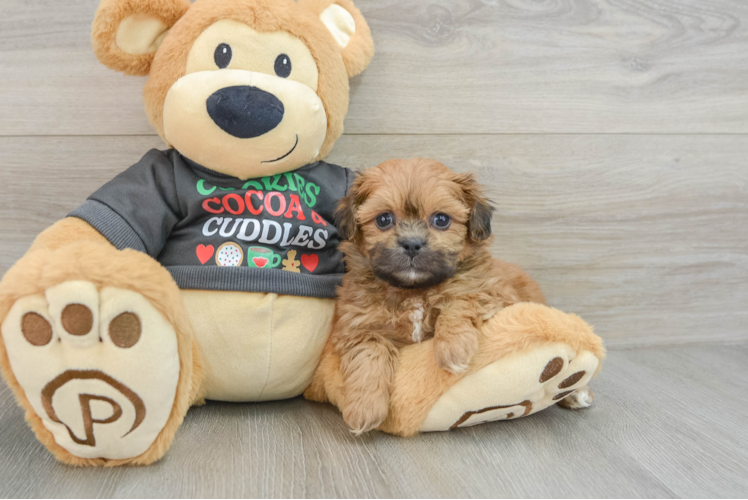 Smart Teddy Bear Designer Pup