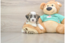Best Teddy Bear Baby