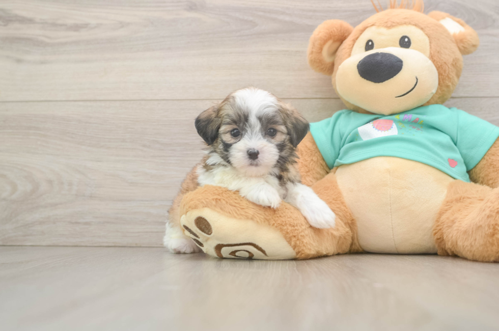 5 week old Teddy Bear Puppy For Sale - Simply Southern Pups