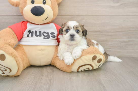 Energetic Shitzu Designer Puppy