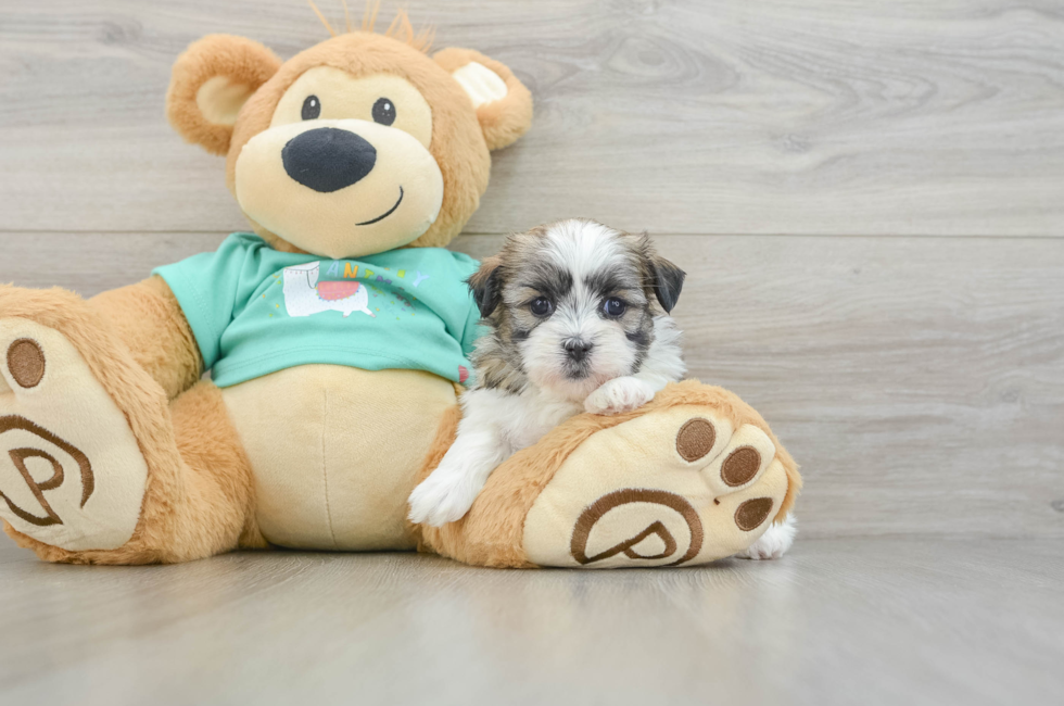 6 week old Teddy Bear Puppy For Sale - Simply Southern Pups