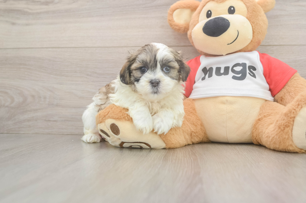 5 week old Teddy Bear Puppy For Sale - Simply Southern Pups