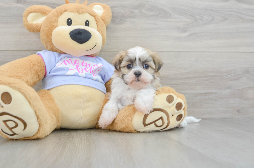 5 week old Teddy Bear Puppy For Sale - Simply Southern Pups