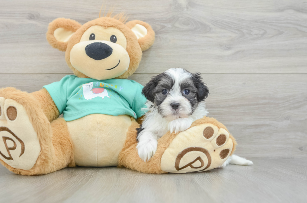 6 week old Teddy Bear Puppy For Sale - Simply Southern Pups