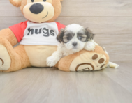 6 week old Teddy Bear Puppy For Sale - Simply Southern Pups