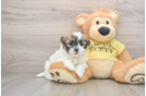 Adorable Shi Chon Designer Puppy