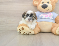 8 week old Teddy Bear Puppy For Sale - Simply Southern Pups