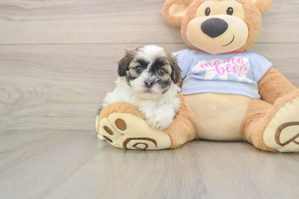 Best Teddy Bear Baby