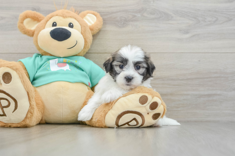 6 week old Teddy Bear Puppy For Sale - Simply Southern Pups