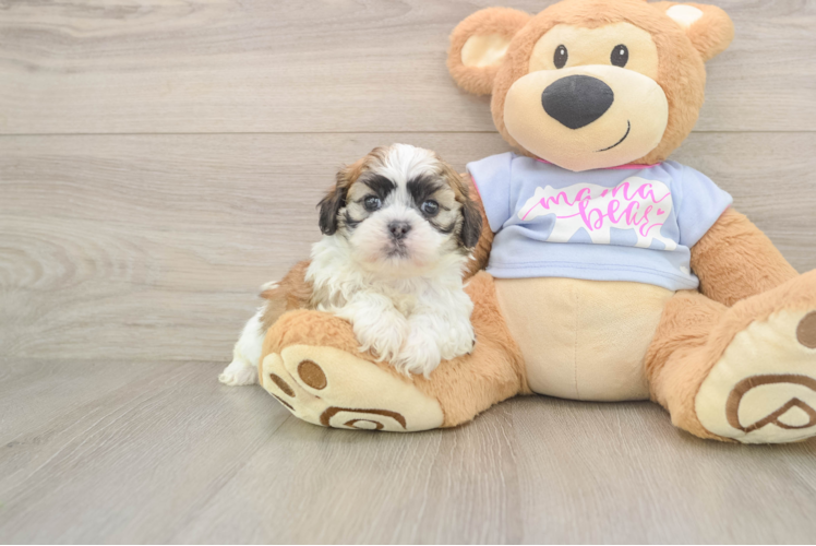 Adorable Shichon Designer Puppy