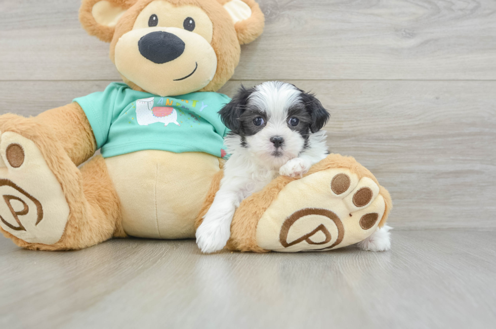 6 week old Teddy Bear Puppy For Sale - Simply Southern Pups