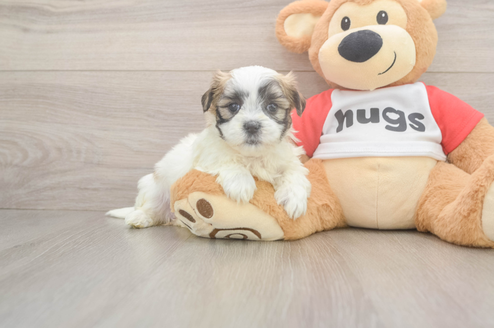 5 week old Teddy Bear Puppy For Sale - Simply Southern Pups