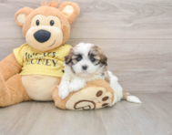 5 week old Teddy Bear Puppy For Sale - Simply Southern Pups