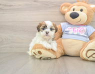 8 week old Teddy Bear Puppy For Sale - Simply Southern Pups