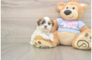 Teddy Bear Puppy for Adoption