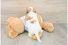 Best Teddy Bear Baby
