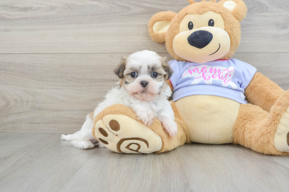 5 week old Teddy Bear Puppy For Sale - Simply Southern Pups