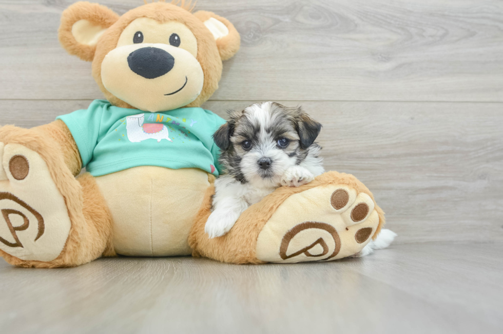 6 week old Teddy Bear Puppy For Sale - Simply Southern Pups