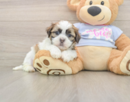 8 week old Teddy Bear Puppy For Sale - Simply Southern Pups
