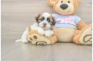 Best Teddy Bear Baby
