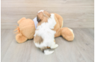Best Teddy Bear Baby