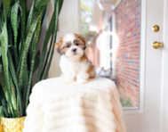 9 week old Teddy Bear Puppy For Sale - Simply Southern Pups