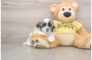 Teddy Bear Puppy for Adoption