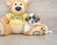 5 week old Teddy Bear Puppy For Sale - Simply Southern Pups