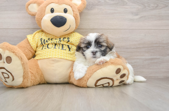 Funny Teddy Bear Designer Pup