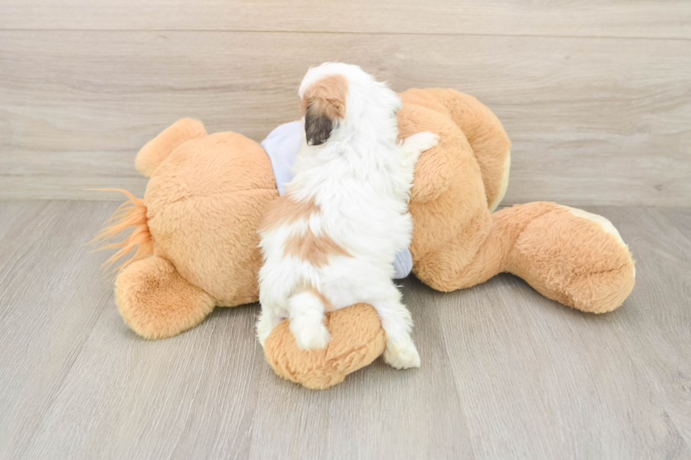 Popular Teddy Bear Designer Pup