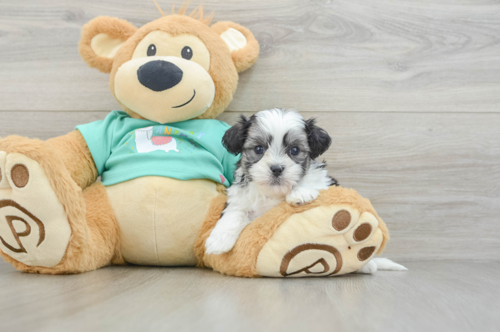 6 week old Teddy Bear Puppy For Sale - Simply Southern Pups