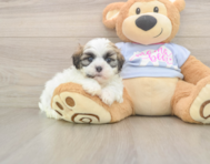 8 week old Teddy Bear Puppy For Sale - Simply Southern Pups