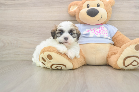 Hypoallergenic Shit Designer Puppy