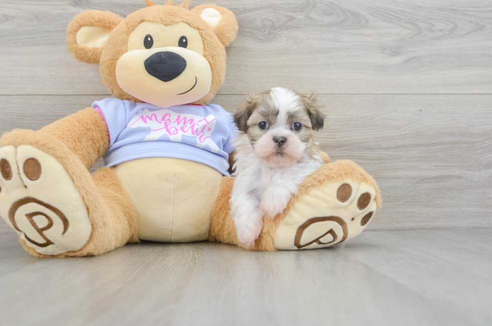 5 week old Teddy Bear Puppy For Sale - Simply Southern Pups