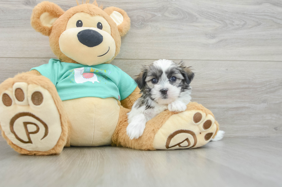6 week old Teddy Bear Puppy For Sale - Simply Southern Pups