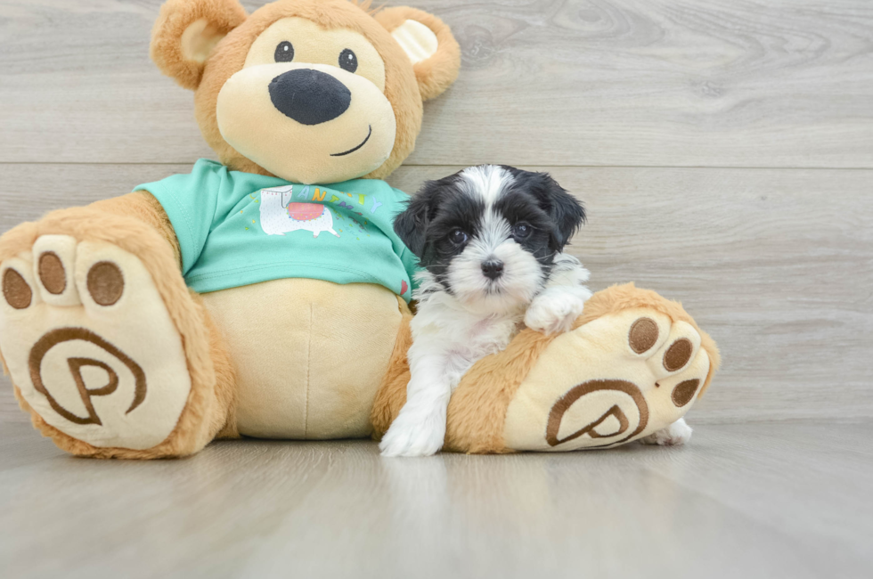 5 week old Teddy Bear Puppy For Sale - Simply Southern Pups