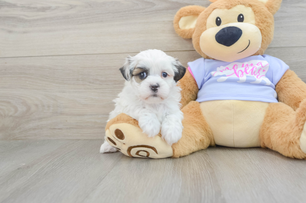 5 week old Teddy Bear Puppy For Sale - Simply Southern Pups