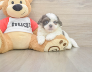 8 week old Teddy Bear Puppy For Sale - Simply Southern Pups