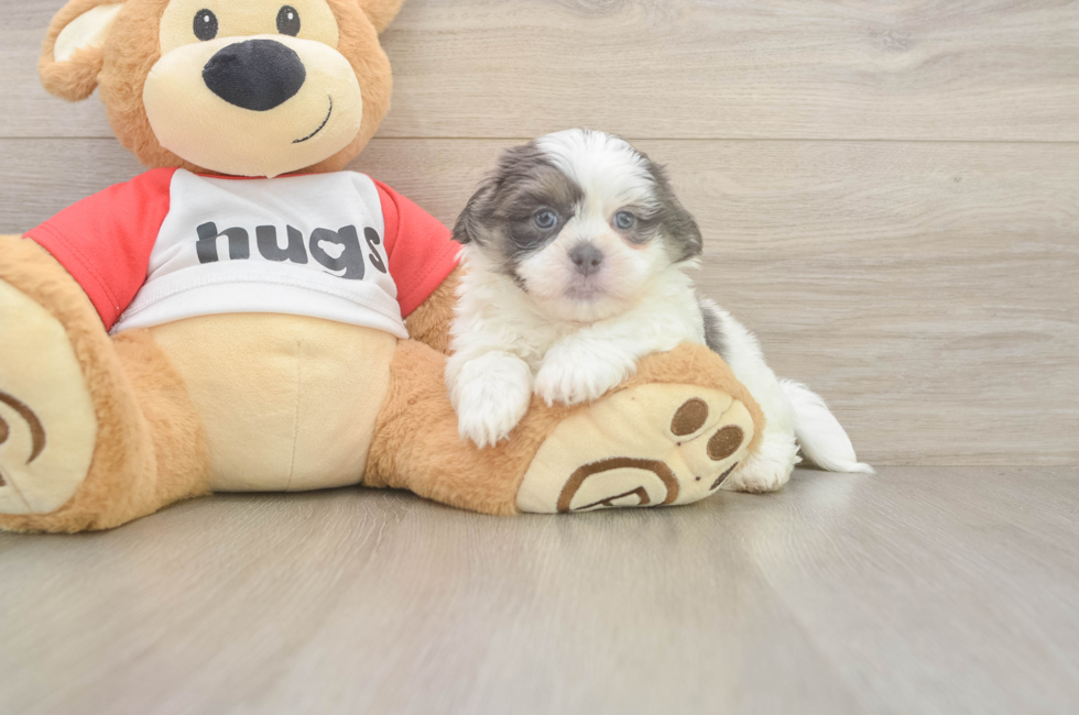 6 week old Teddy Bear Puppy For Sale - Simply Southern Pups